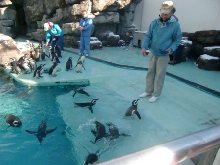 水族博物館を見学してきました。ペンギンのお食事です。飼育員さんは、すべてのペンギンを１羽ずつ見分けながらえさのアジをやっていました。