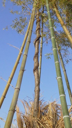 巳年にふさわしく、芯木にはへびがまきついたような模様がありました。