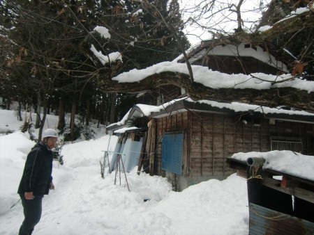 板倉区では去年の半分程度です。このお宅は、去年は２階からの出入りを余儀なくされました。(2013年1月29日)