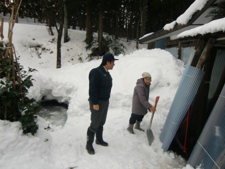 今年は庭先のタネも無事です。(2013年1月29日)